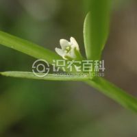 柑橘黄叶症状示例0