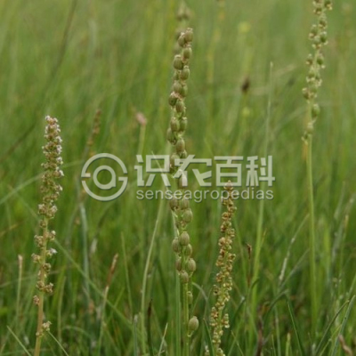 海韭菜