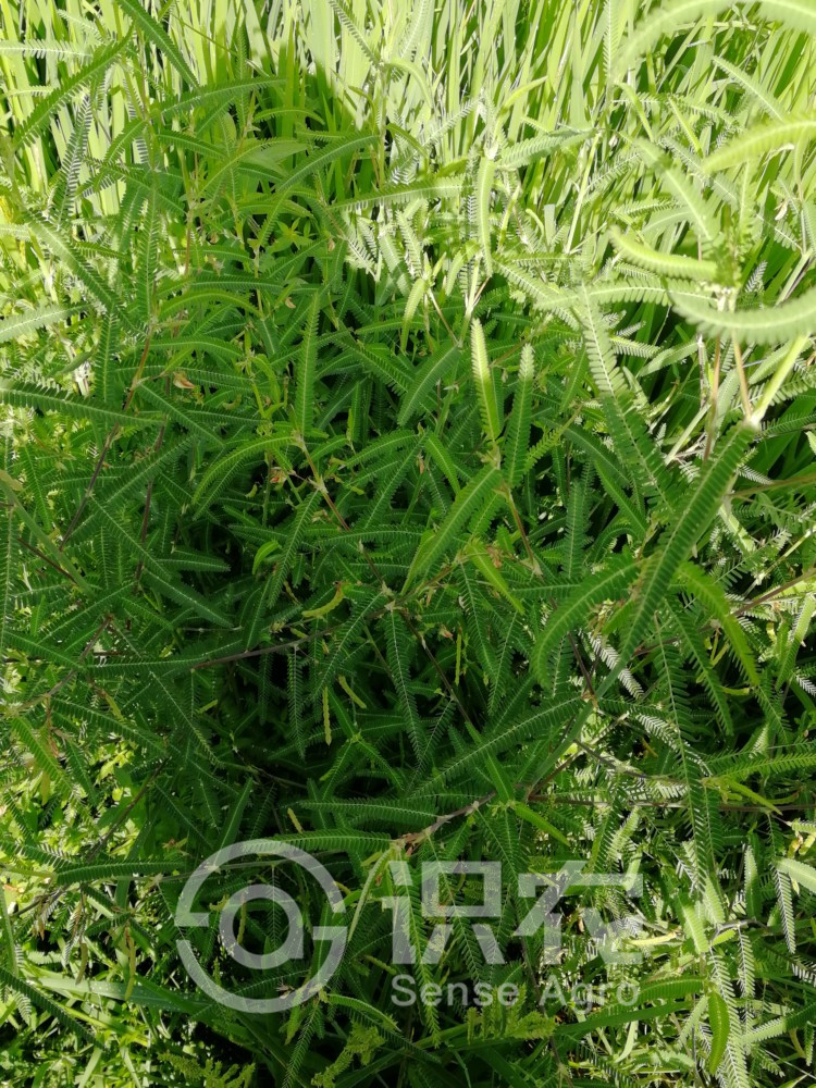 柑橘黄叶症状示例4