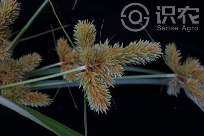 头状穗莎草