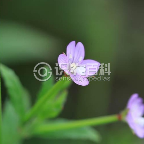 柑橘黄叶症状示例5