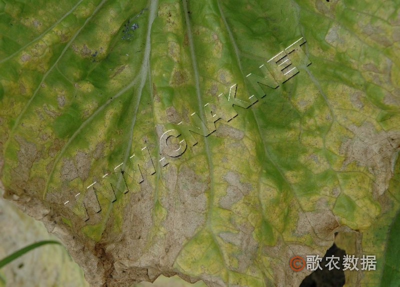 柑橘黄叶症状示例0