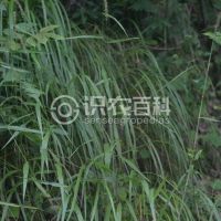 柑橘黄叶症状示例0