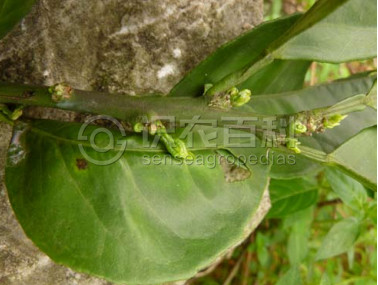 柑橘黄叶症状示例1