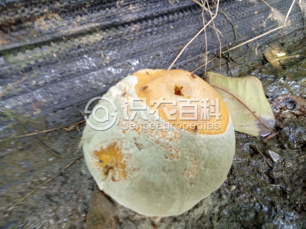 柑橘黄叶症状示例2