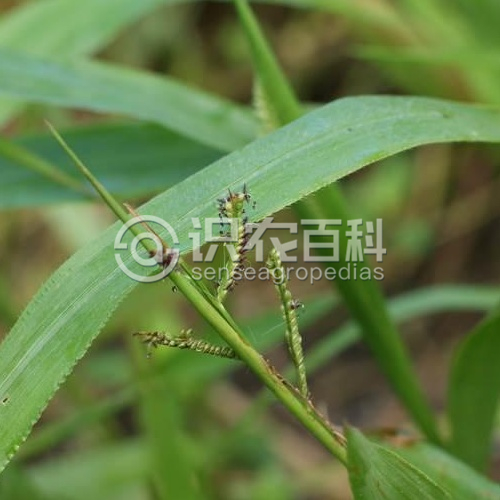 柑橘黄叶症状示例2
