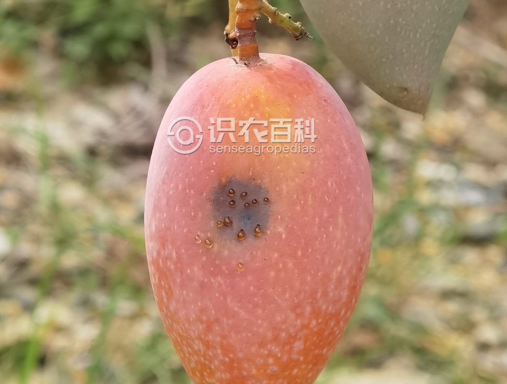 柑橘黄叶症状示例1