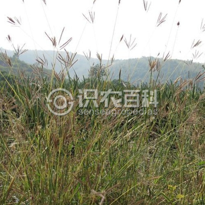 孔颖草