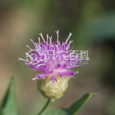 顶羽菊