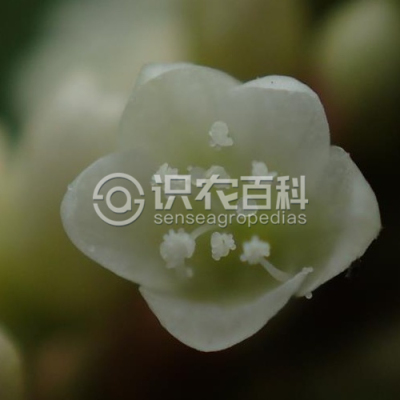 丛枝蓼