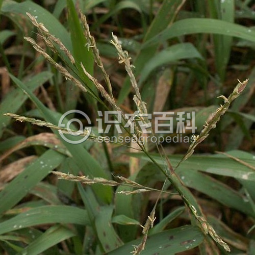 柑橘黄叶症状示例2