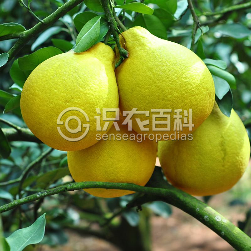 柑橘黄叶症状示例2