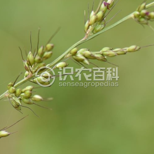 柑橘黄叶症状示例2