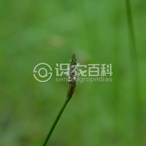 柑橘黄叶症状示例1