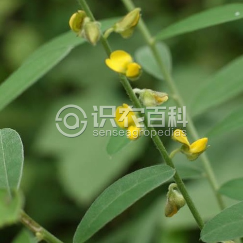 柑橘黄叶症状示例1