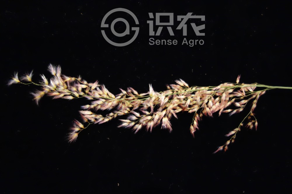 柑橘黄叶症状示例2