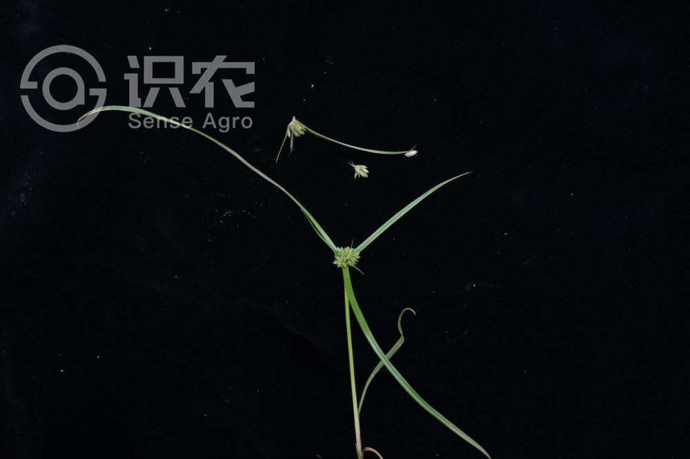 柑橘黄叶症状示例5