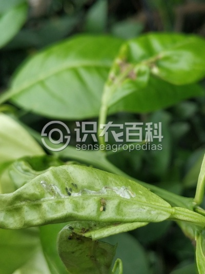 蚜虫