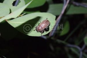 柑橘黄叶症状示例0