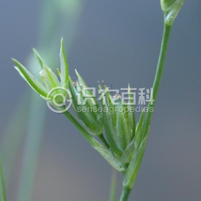 小灯心草