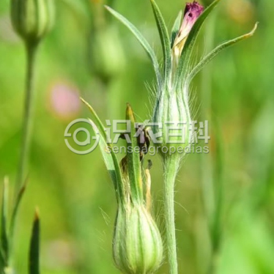 麦仙翁