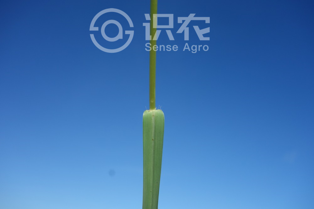 柑橘黄叶症状示例4