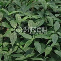 柑橘黄叶症状示例0
