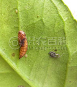 柑橘黄叶症状示例3