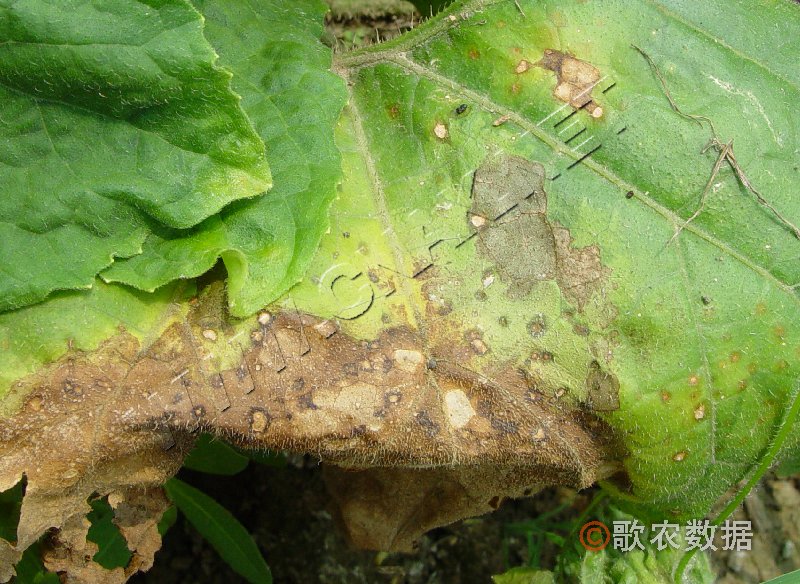 柑橘黄叶症状示例3