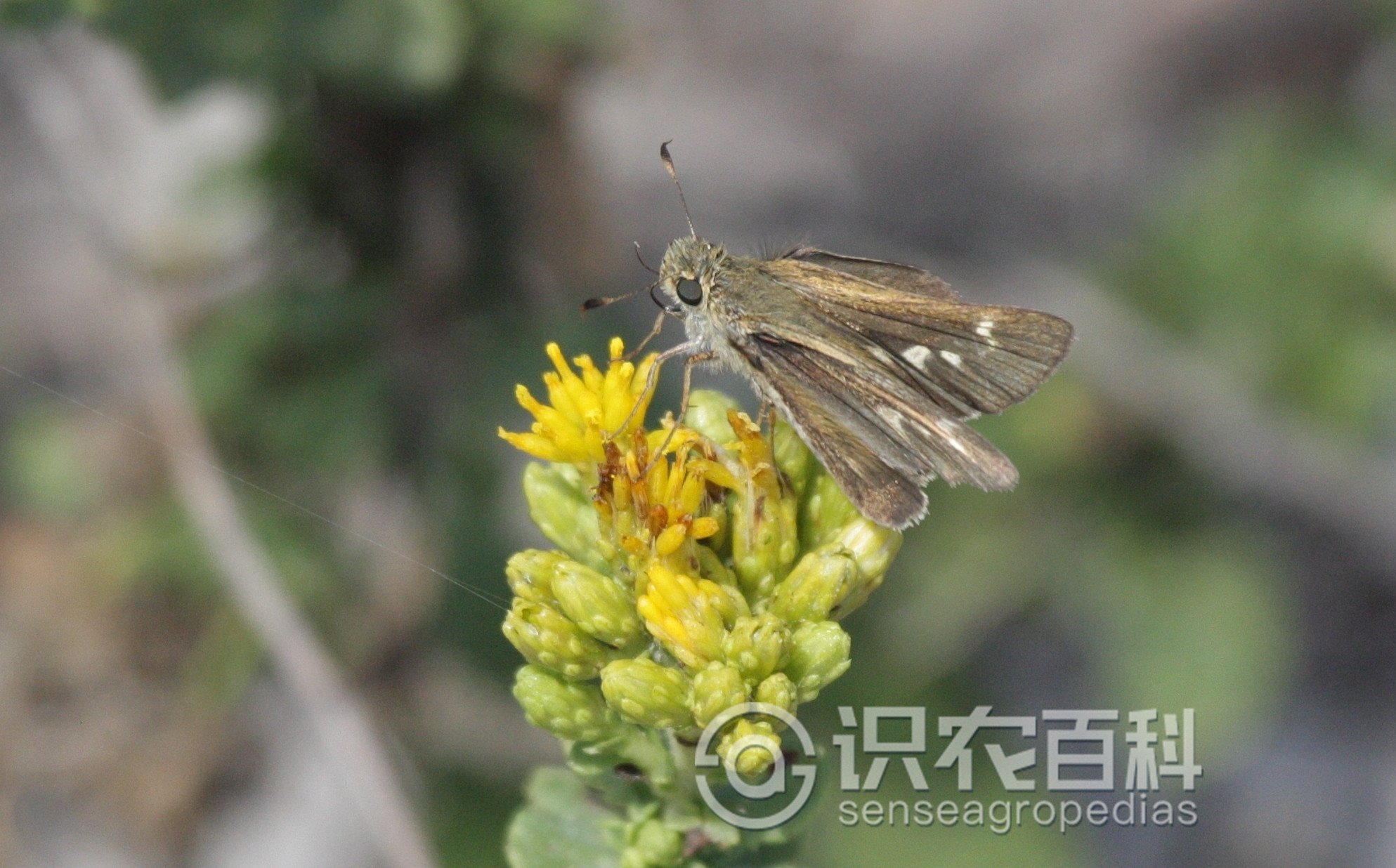 柑橘黄叶症状示例1