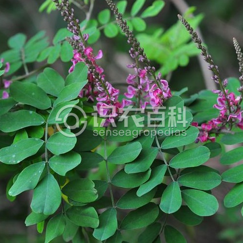 柑橘黄叶症状示例2