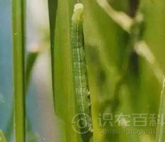 柑橘黄叶症状示例0