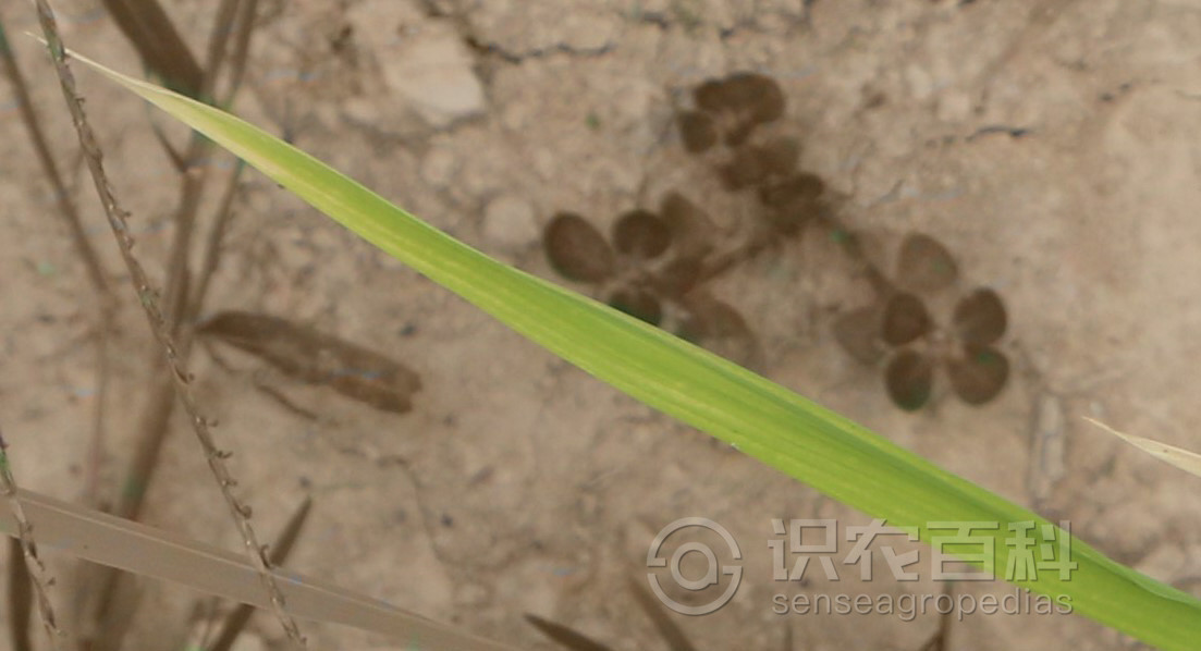 柑橘黄叶症状示例1