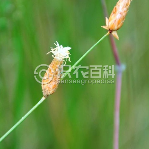 柑橘黄叶症状示例2