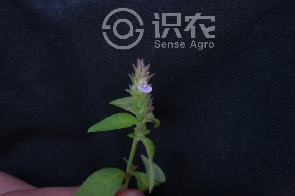 柑橘黄叶症状示例3