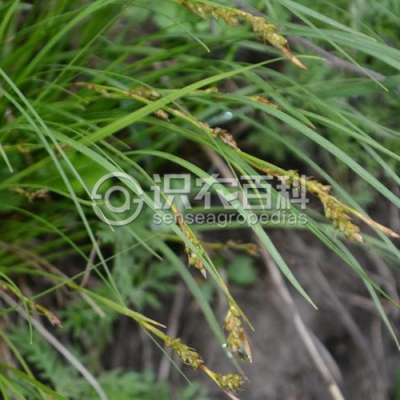 大披针薹草