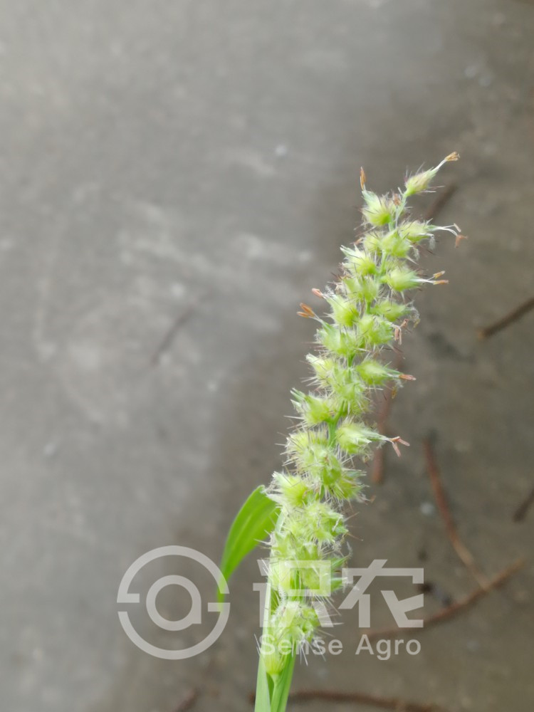 柑橘黄叶症状示例1