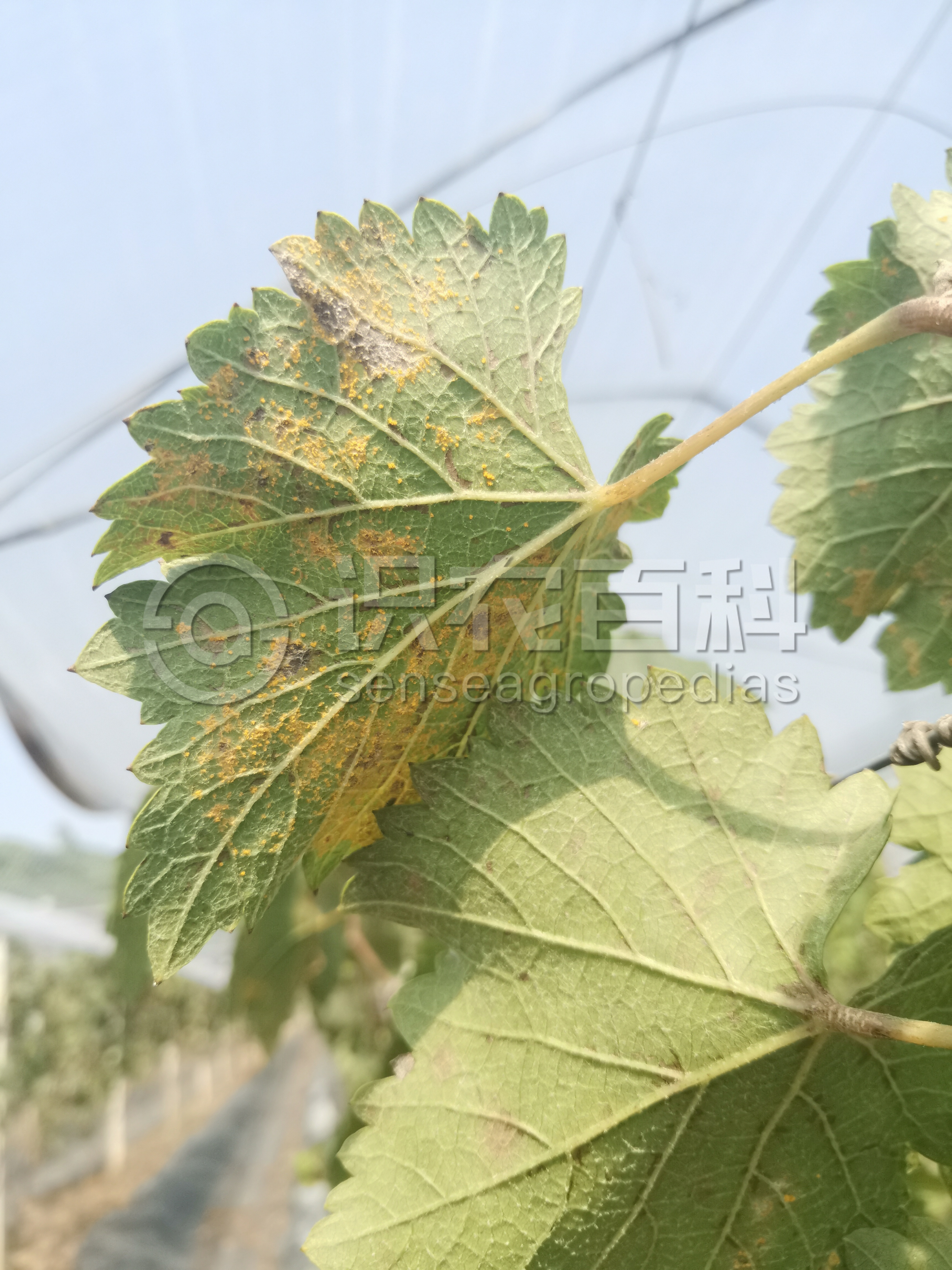 柑橘黄叶症状示例2