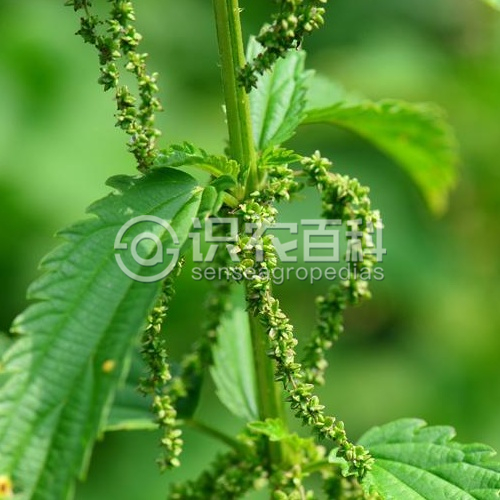 柑橘黄叶症状示例2