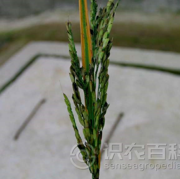 柑橘黄叶症状示例2