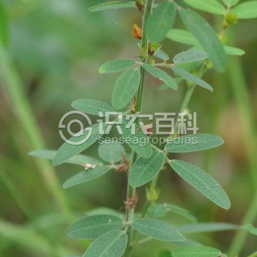 柑橘黄叶症状示例1