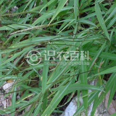 柔枝莠竹