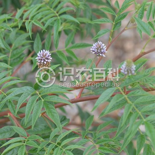 柑橘黄叶症状示例3