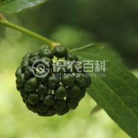 柑橘黄叶症状示例0