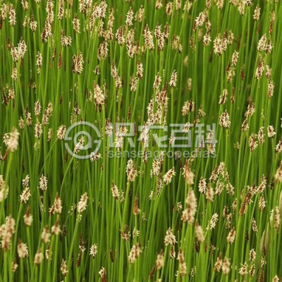 羽毛荸荠