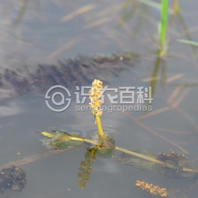 穿叶眼子菜
