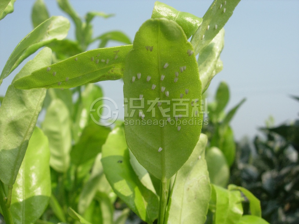 柑橘黄叶症状示例5