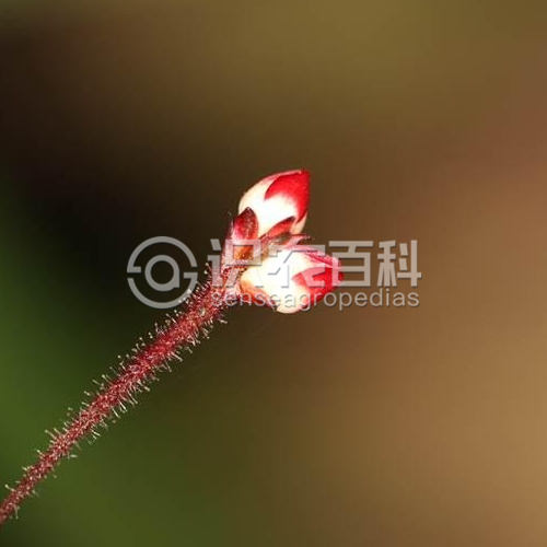 柑橘黄叶症状示例5