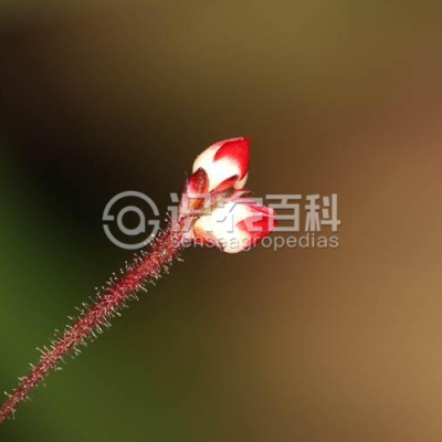 稀花蓼