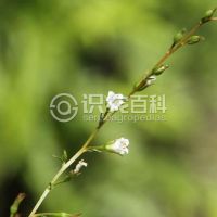 柑橘黄叶症状示例0